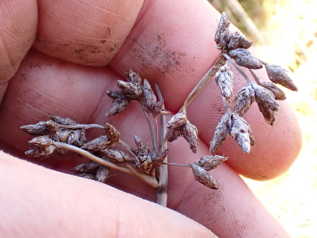 Scirpus Tabernaemontani