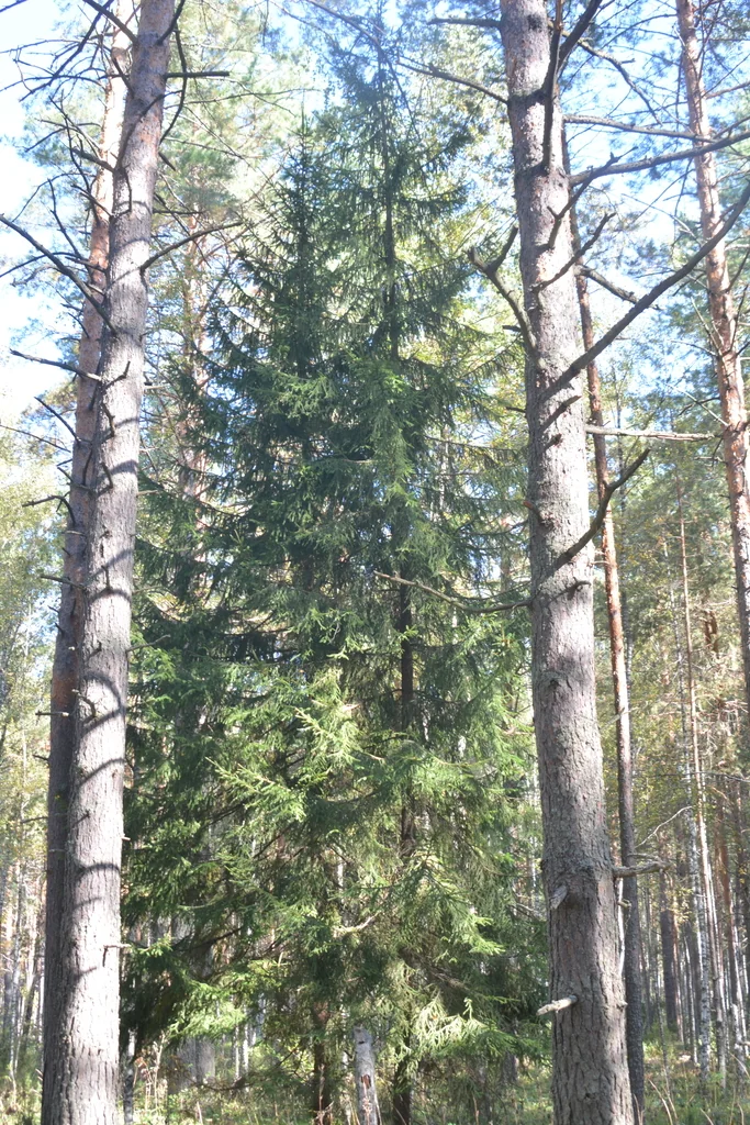 Picea Abies
