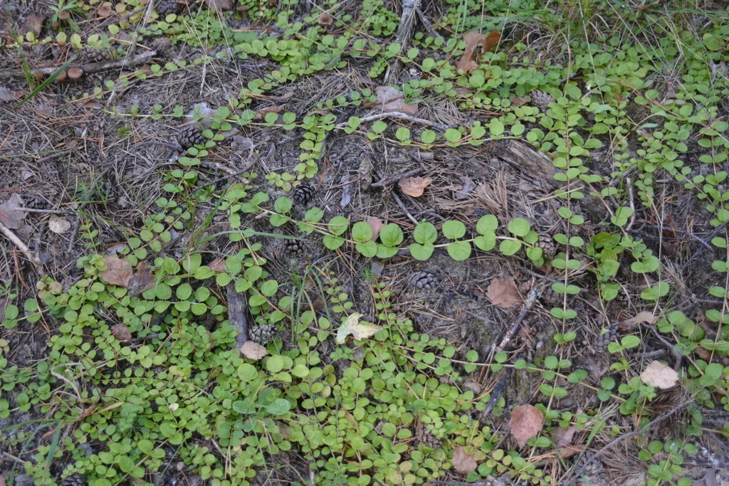 Lysimachia Nummularia