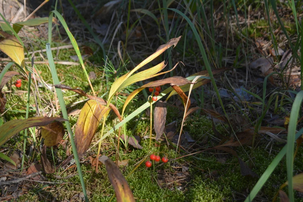 Convallaria Majalis