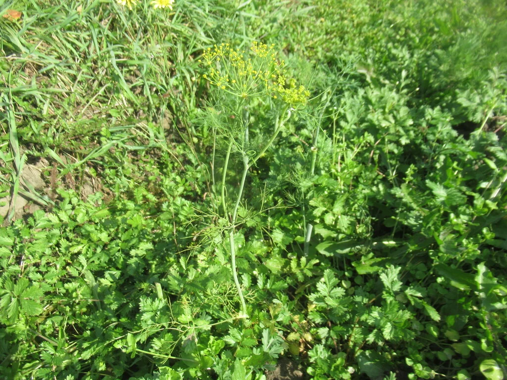 Anethum Graveolens