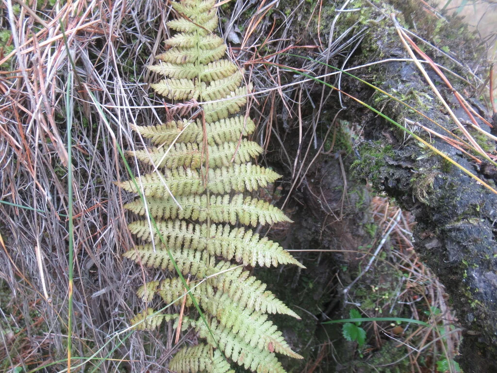 Athyrium filix-femina