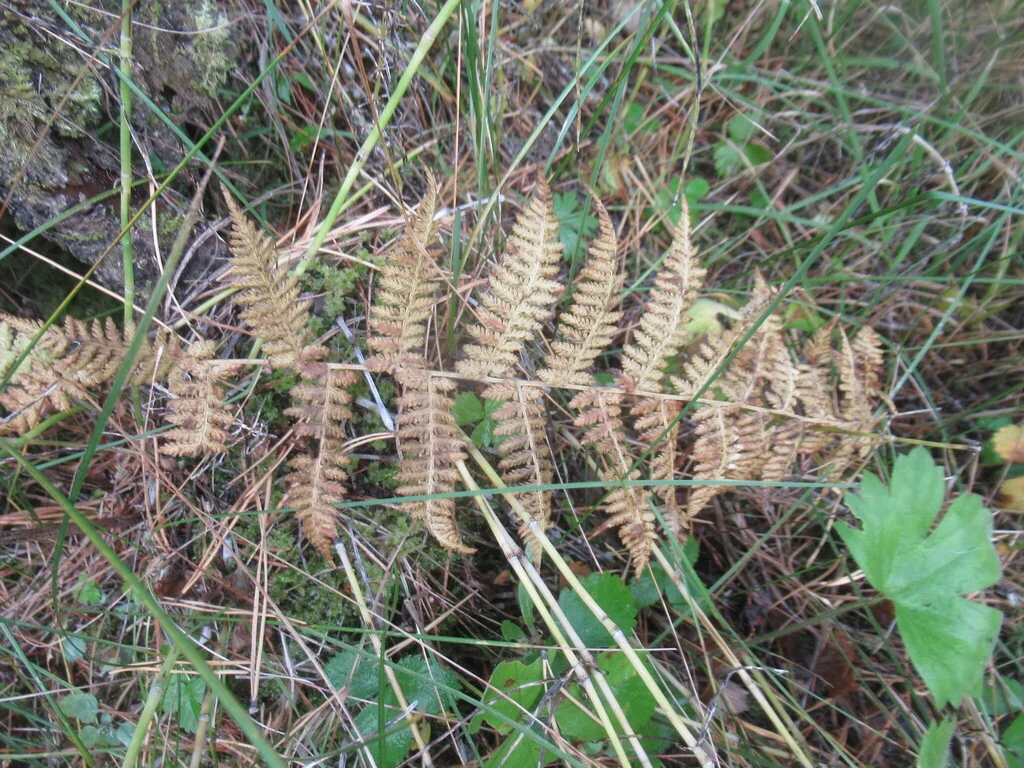 Athyrium filix-femina