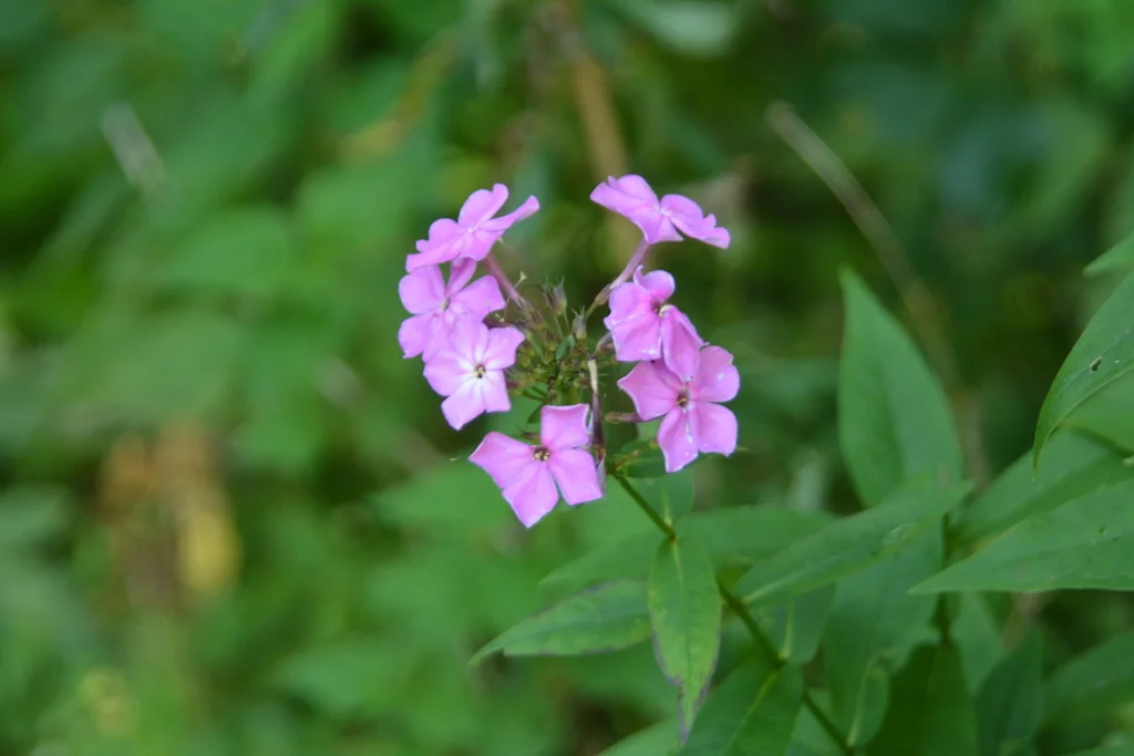 Phlox paniculata