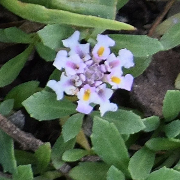 Lippia Nodiflora