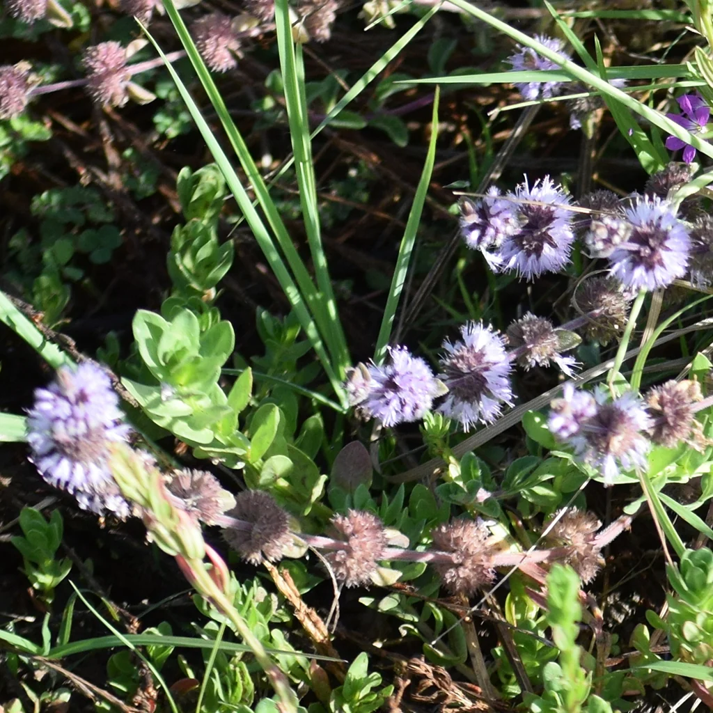 Mentha Pulegium