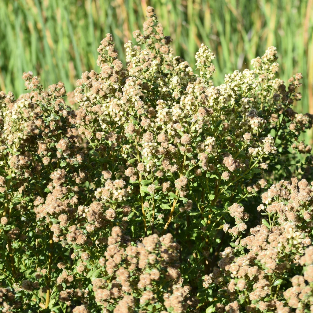 Baccharis Pilularis