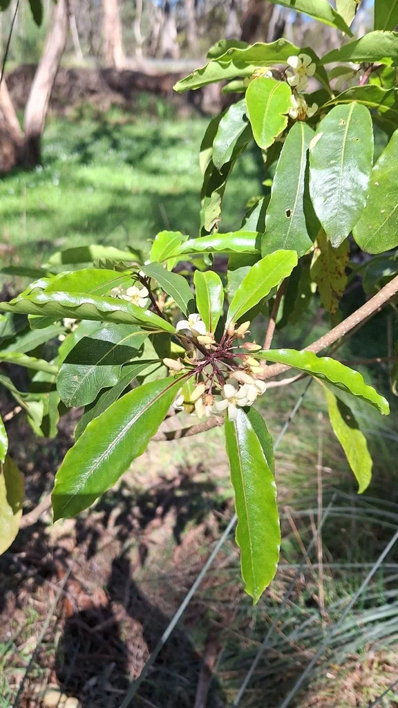 Pittosporum Undulatum