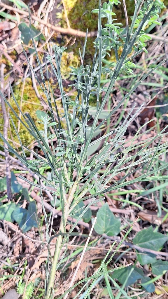 Cytisus Scoparius