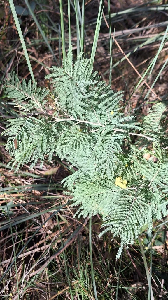 Acacia Dealbata