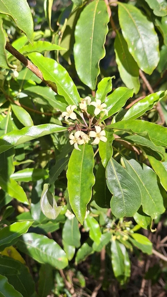 Pittosporum Undulatum