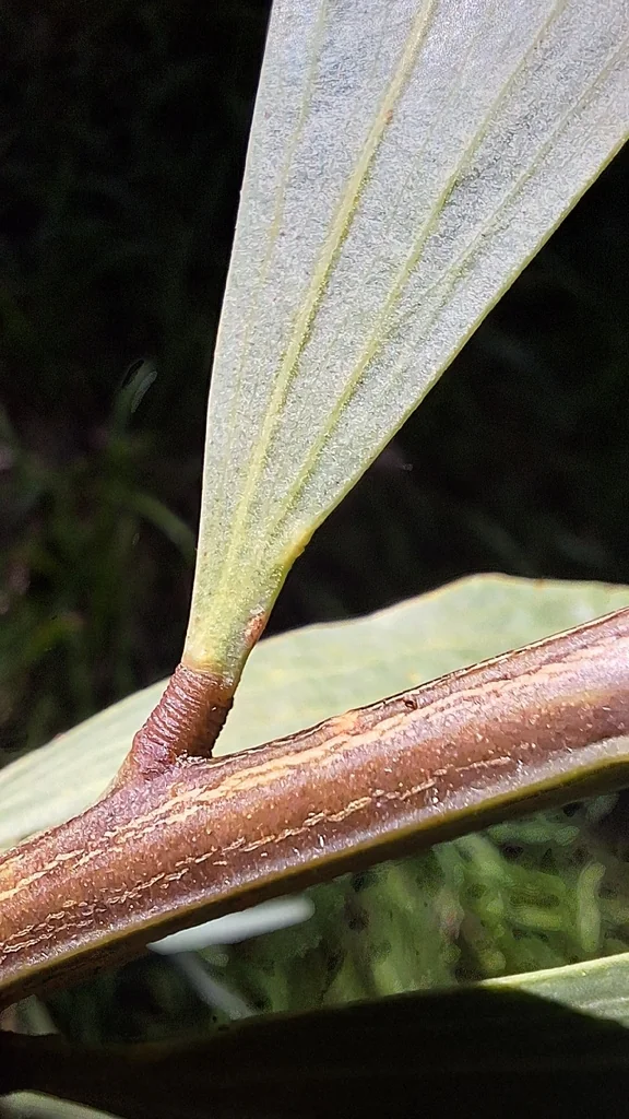 Acacia Longifolia