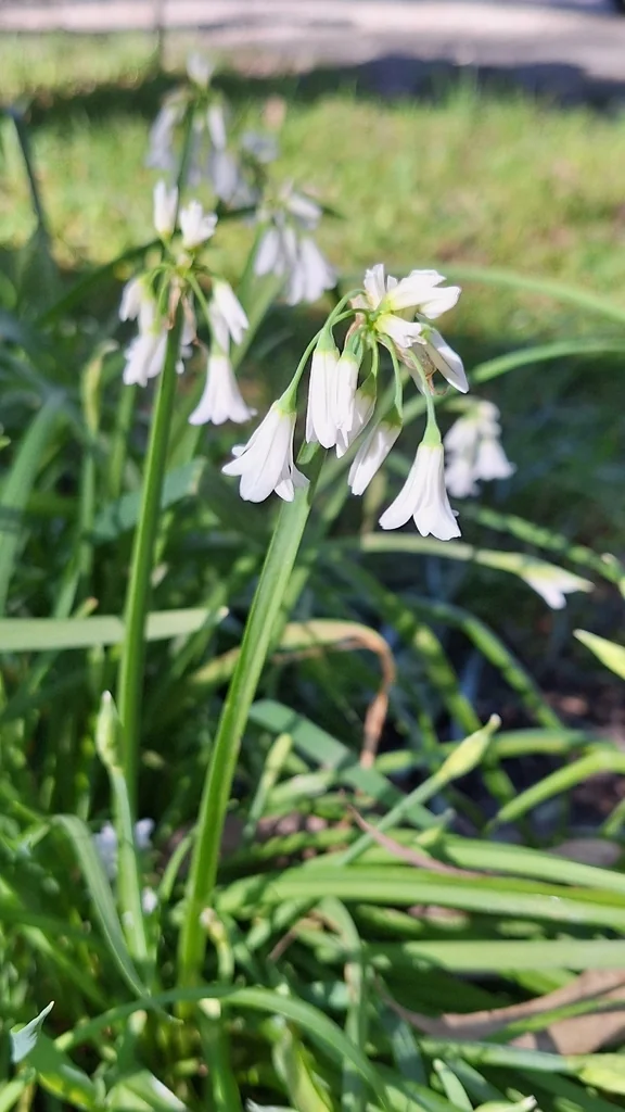 Allium Triquetrum