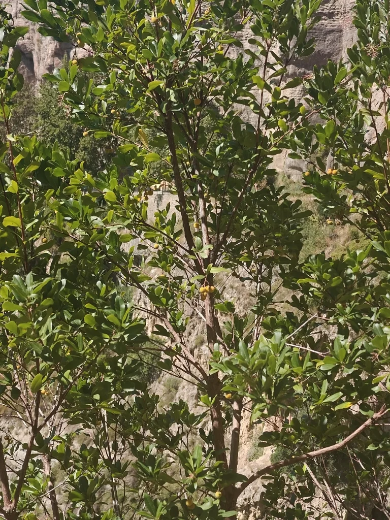 Arbutus Unedo