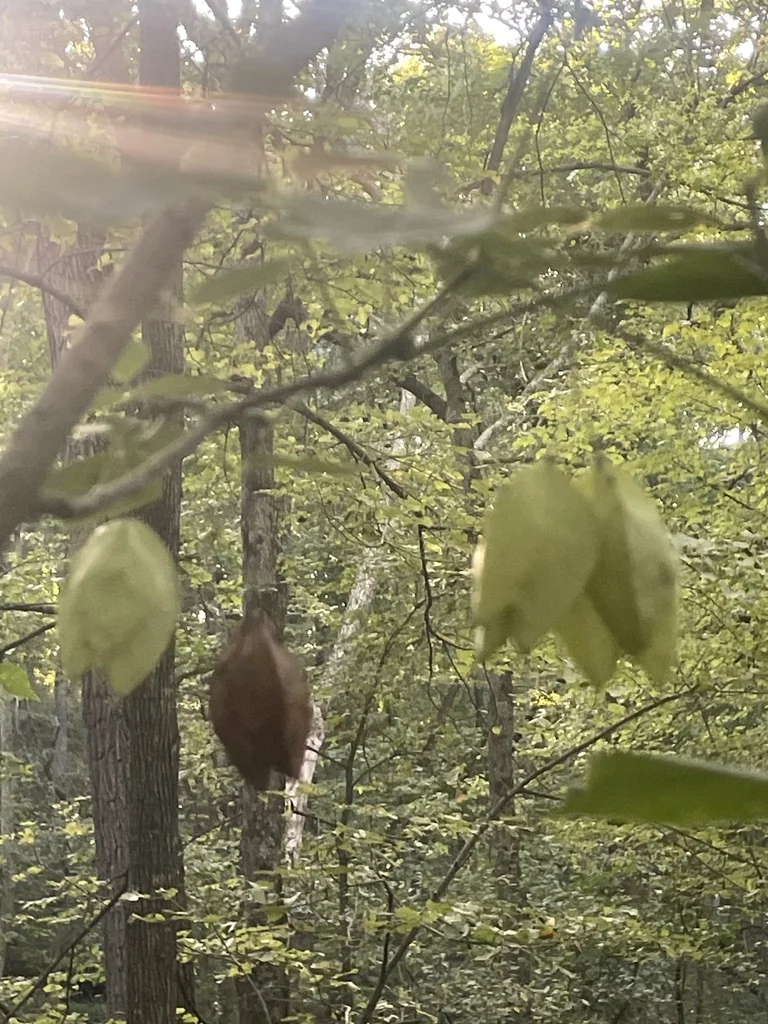 Staphylea Trifolia