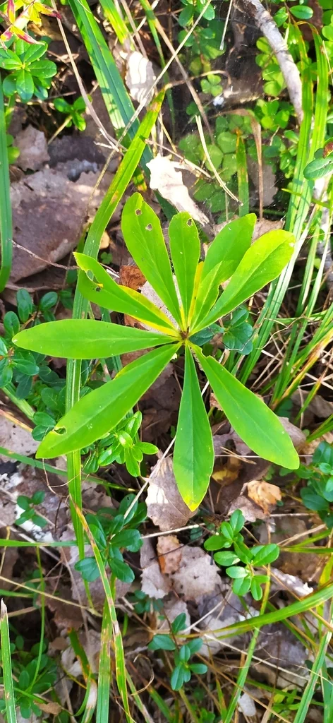 Daphne Mezereum