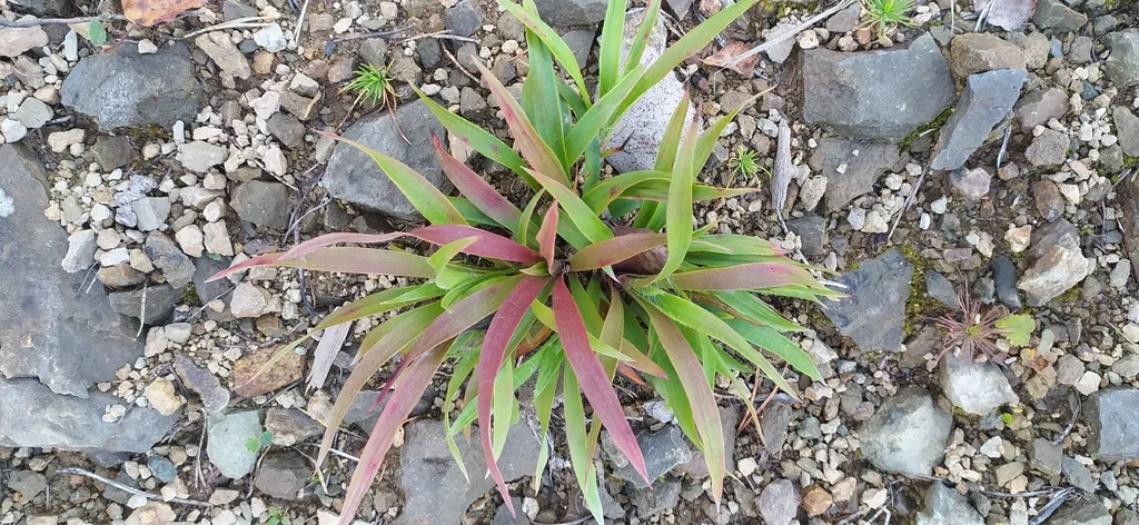 Luzula Pilosa