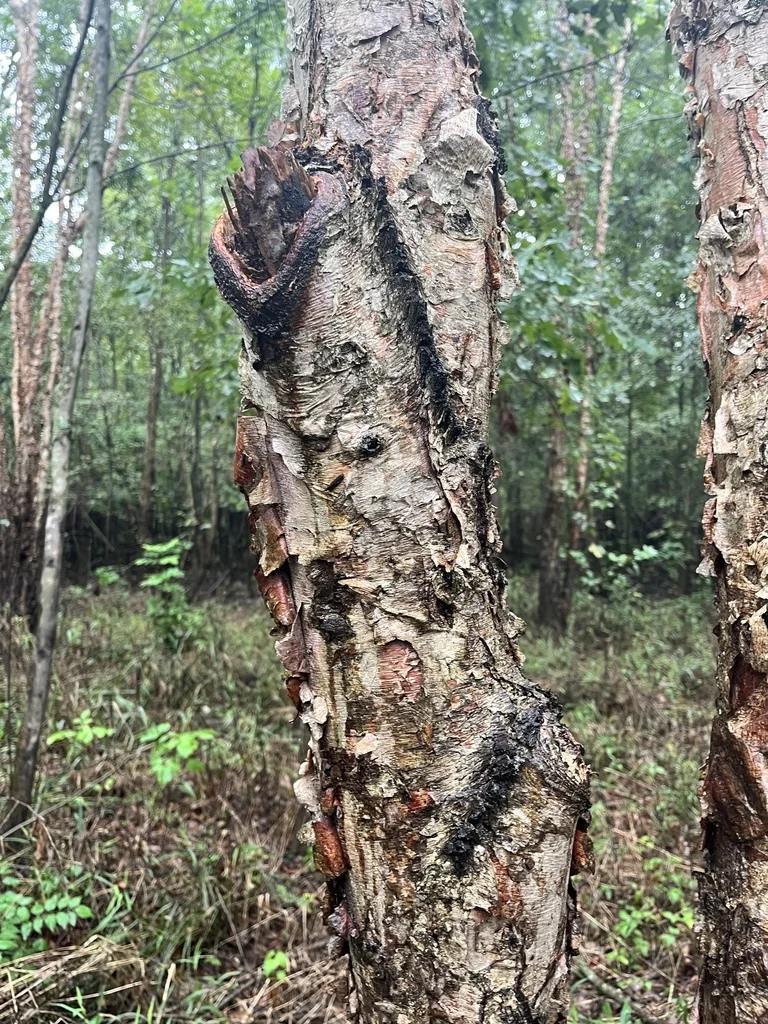 Betula Nigra