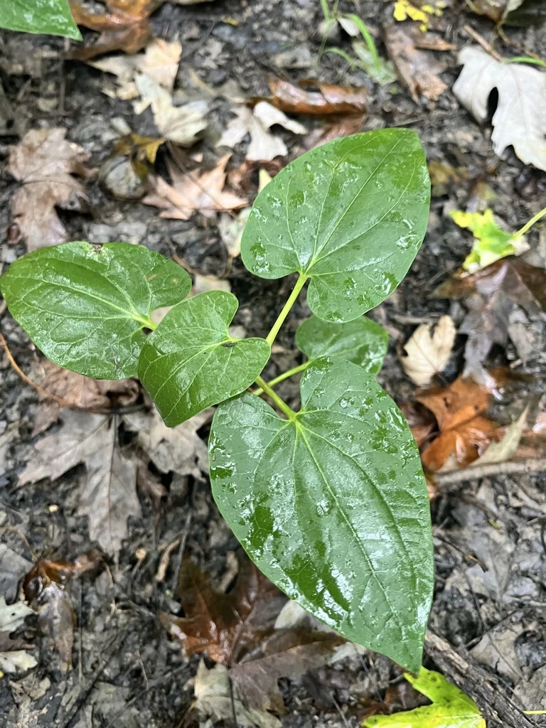 Saururus Cernuus