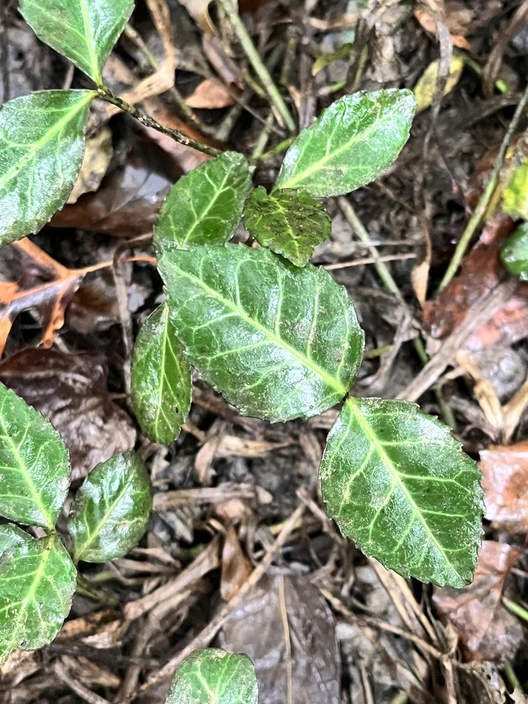 Euonymus fortunei