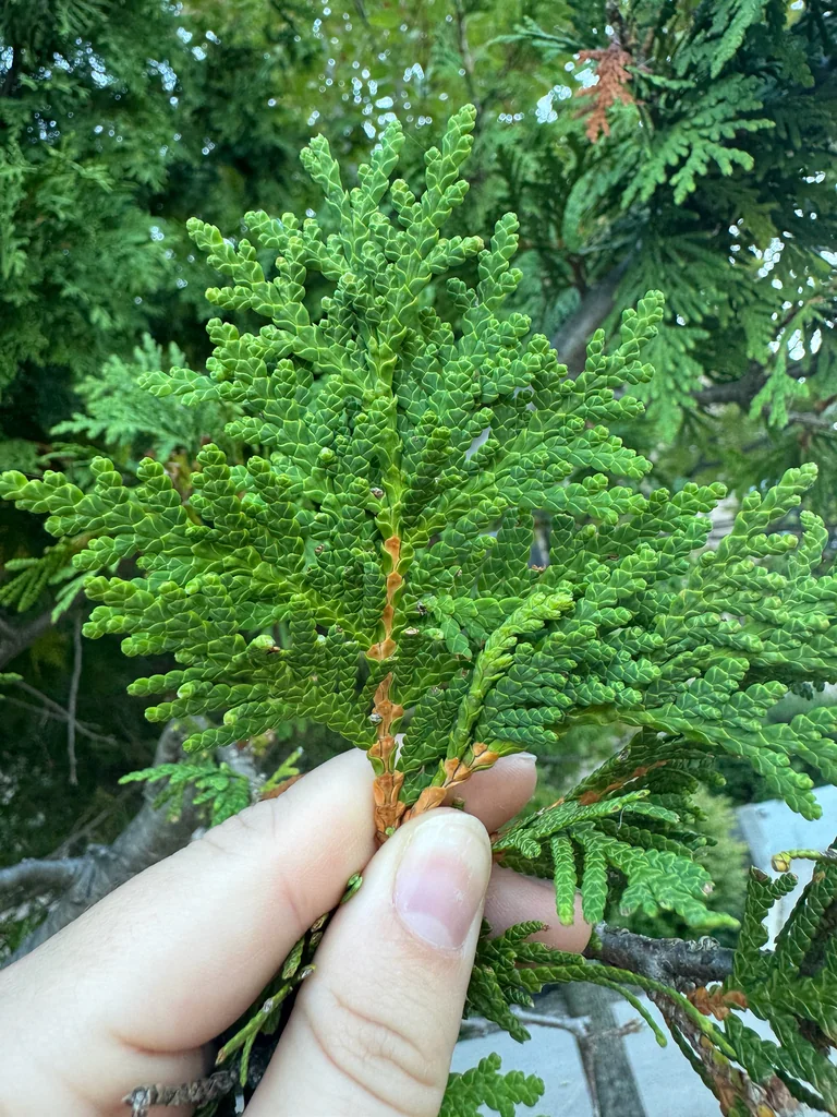 Thuja occidentalis