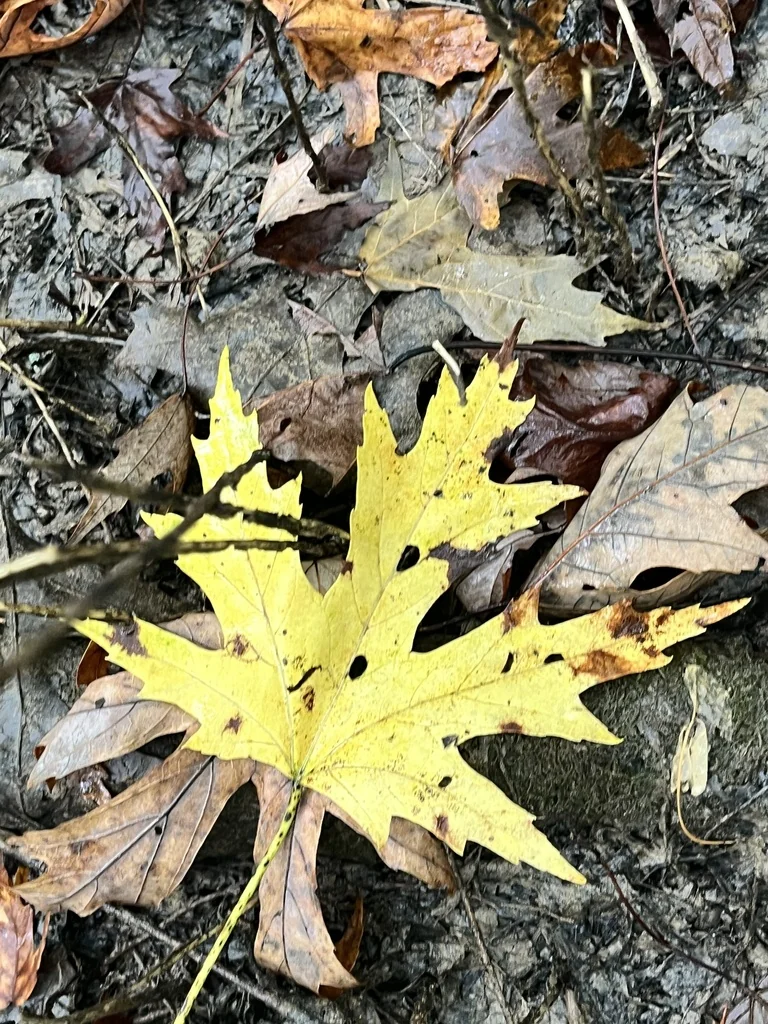 Acer Saccharinum