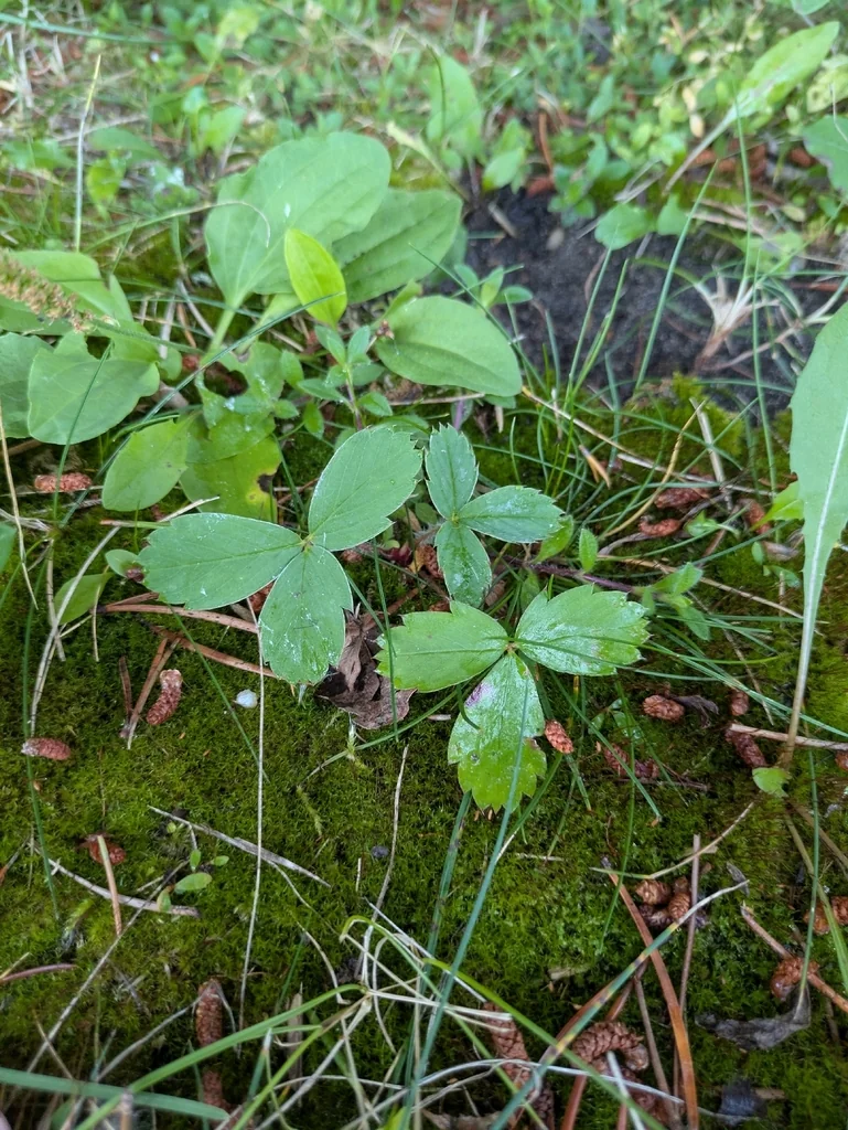 Fragaria Virginiana