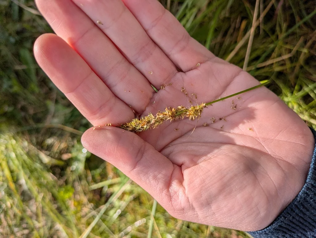 Carex Vulpinoidea