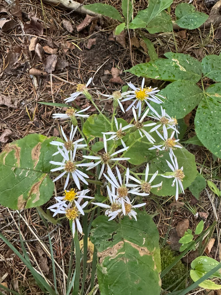 Aster Macrophyllus