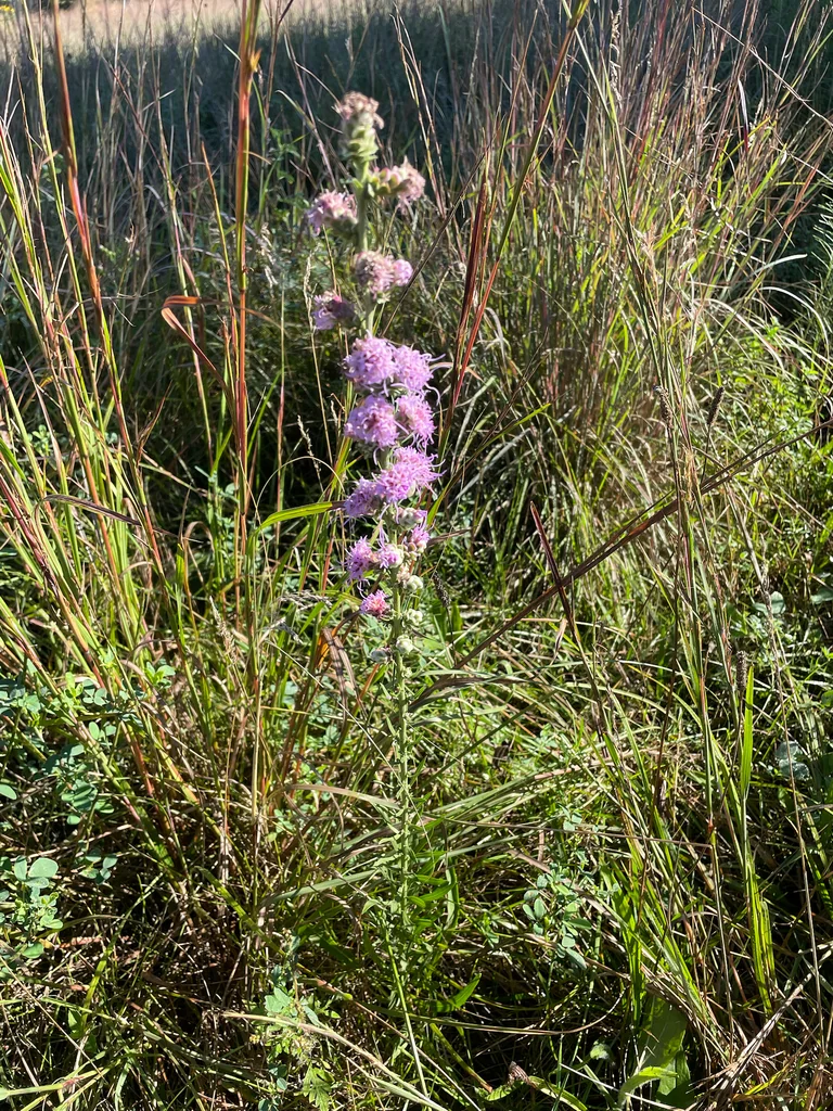 Liatris Aspera