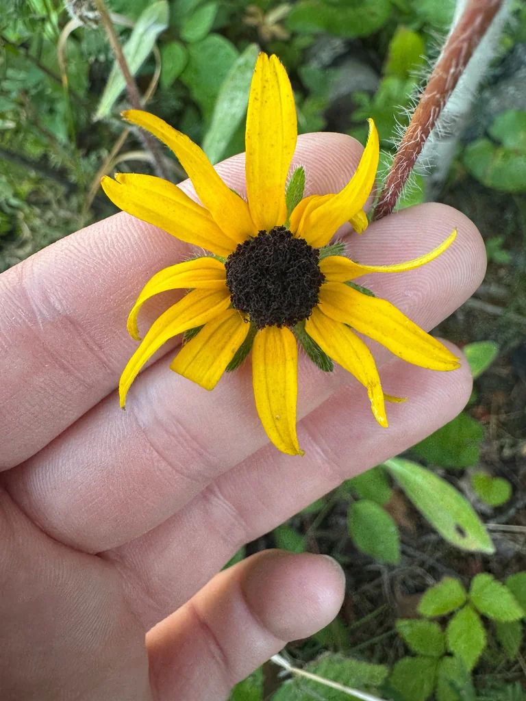 Rudbeckia Hirta