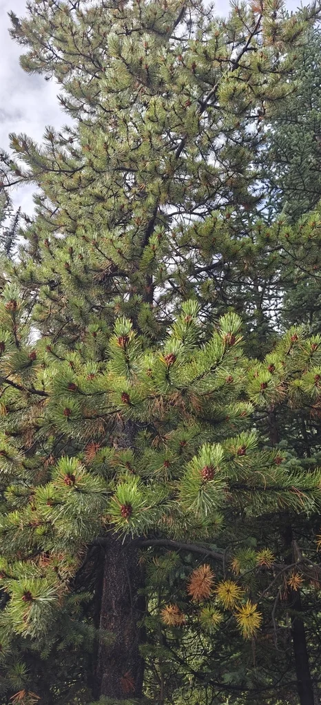 Pinus Contorta