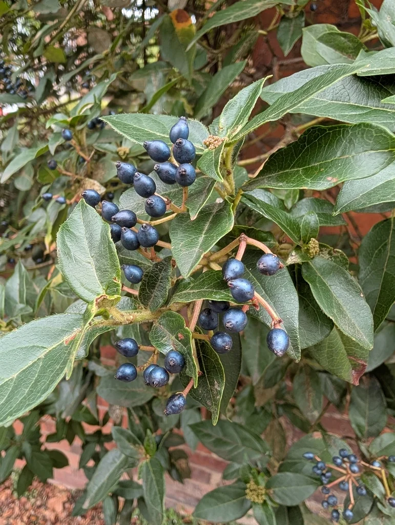 Viburnum Tinus
