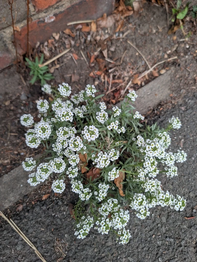 Lobularia maritima