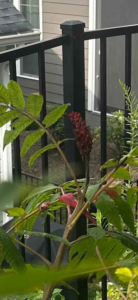 Rhus Glabra