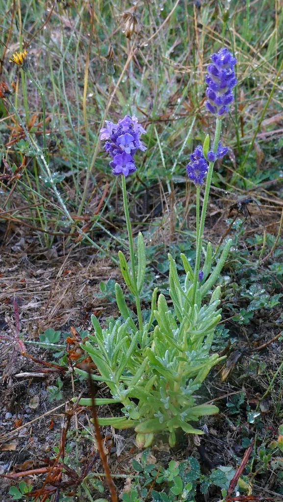 Lavandula angustifolia