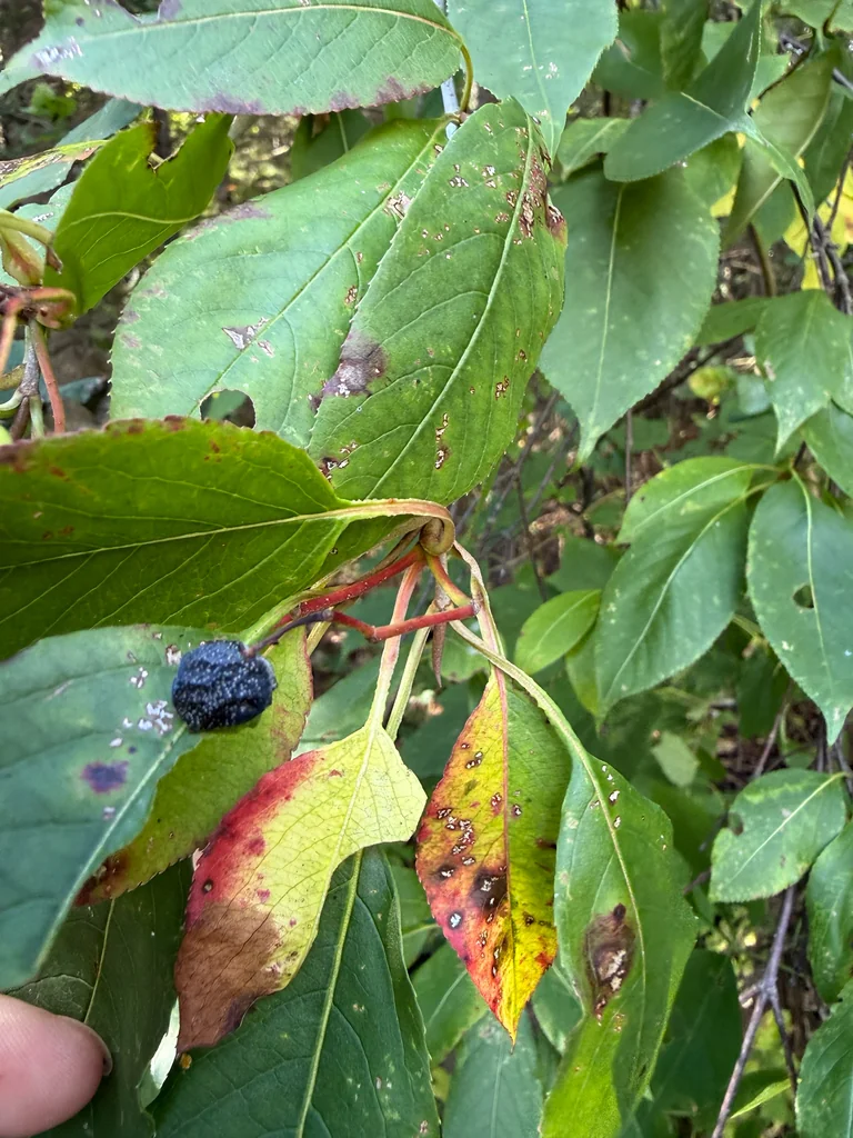 Viburnum Lentago