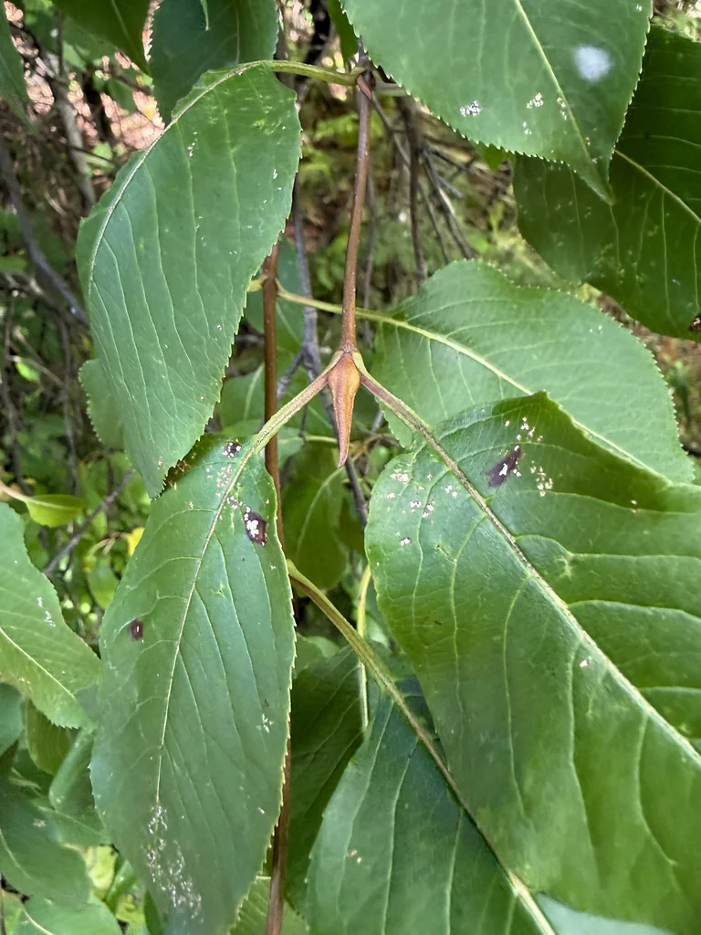 Viburnum Lentago