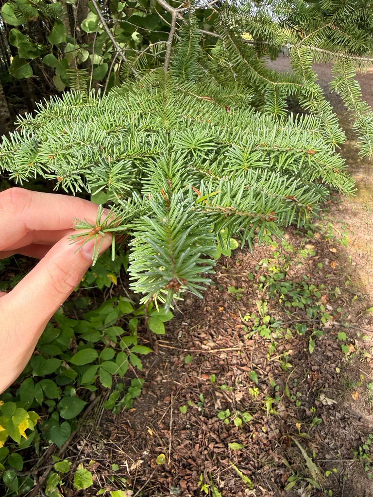 Abies Balsamea