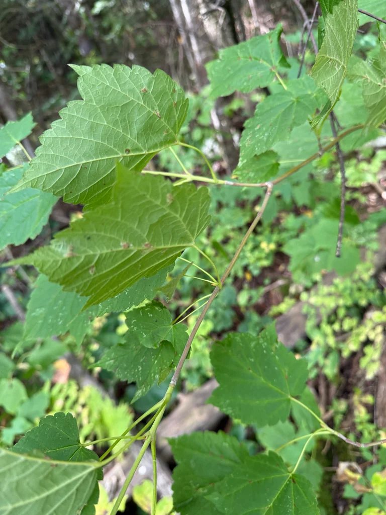 Acer Spicatum