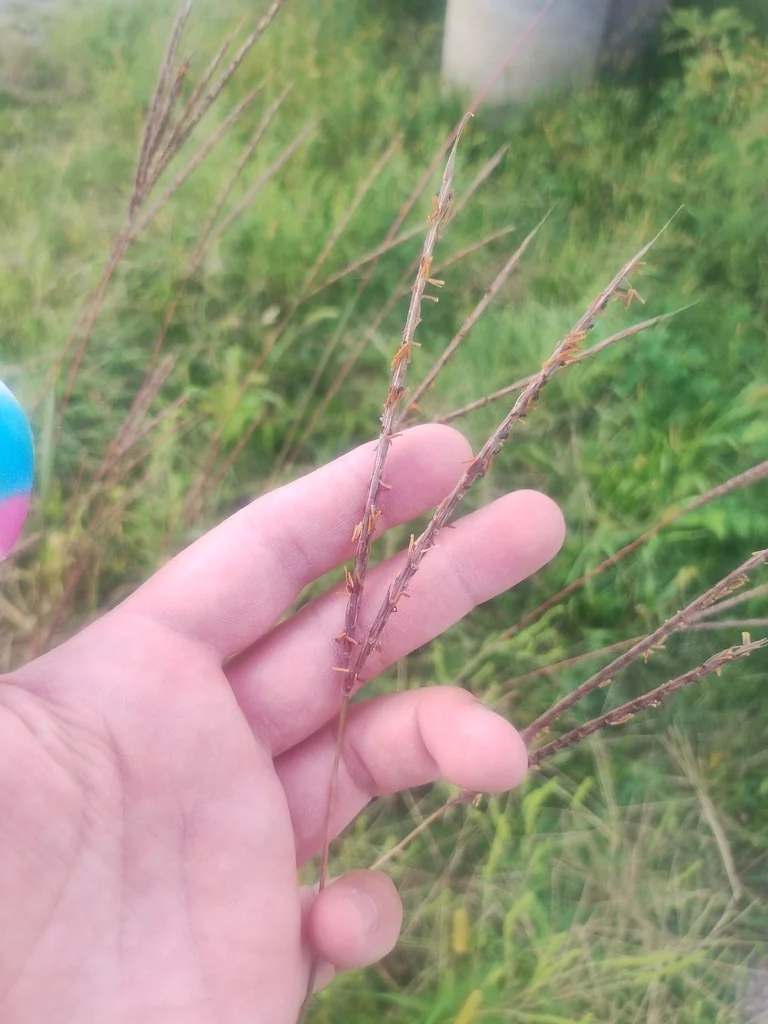 Andropogon Gerardii