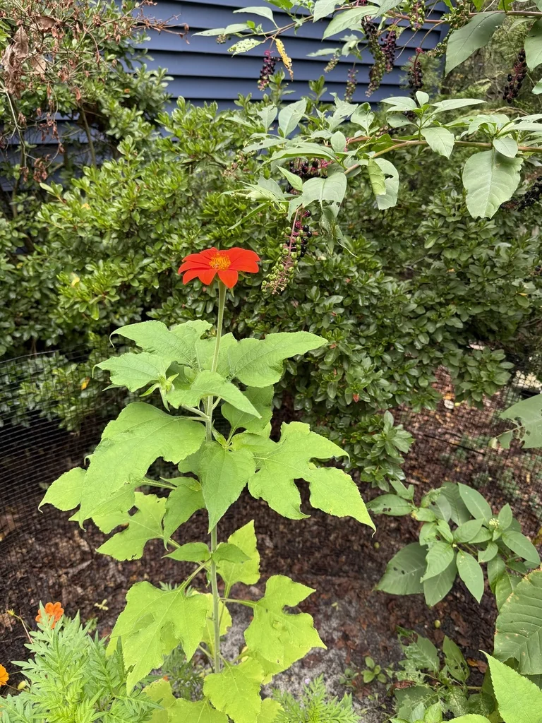 Tithonia Rotundifolia