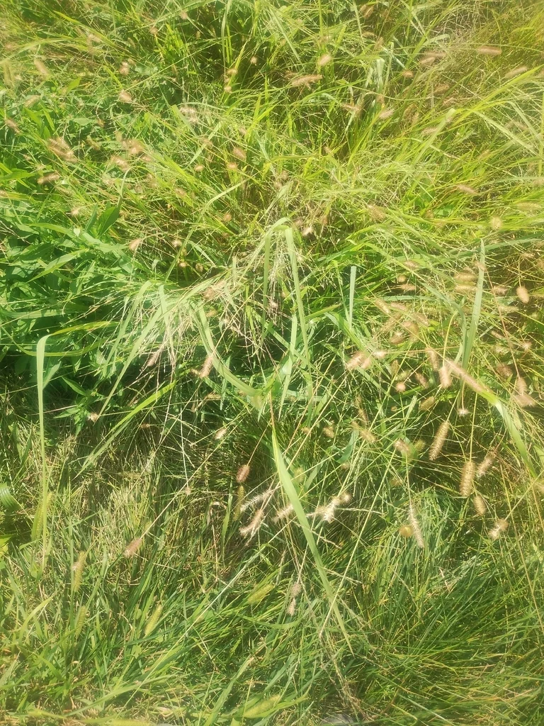 Panicum virgatum