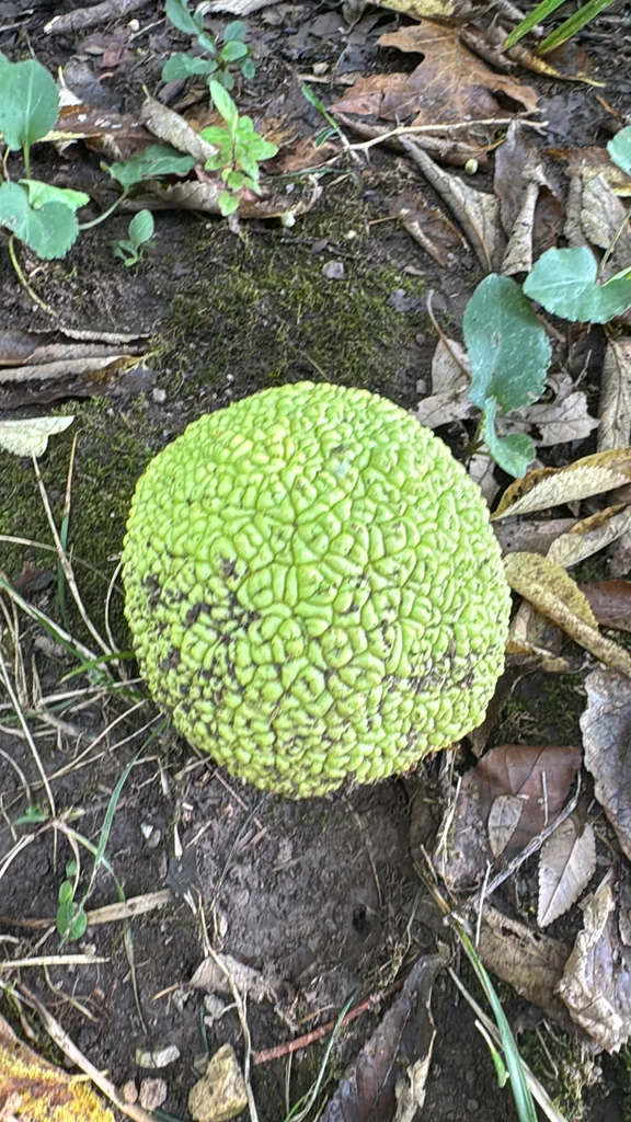 Maclura Pomifera