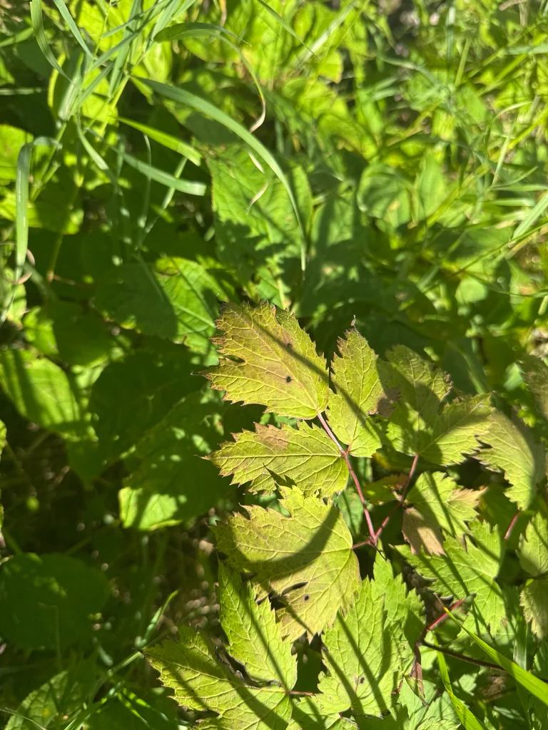 Actaea Rubra