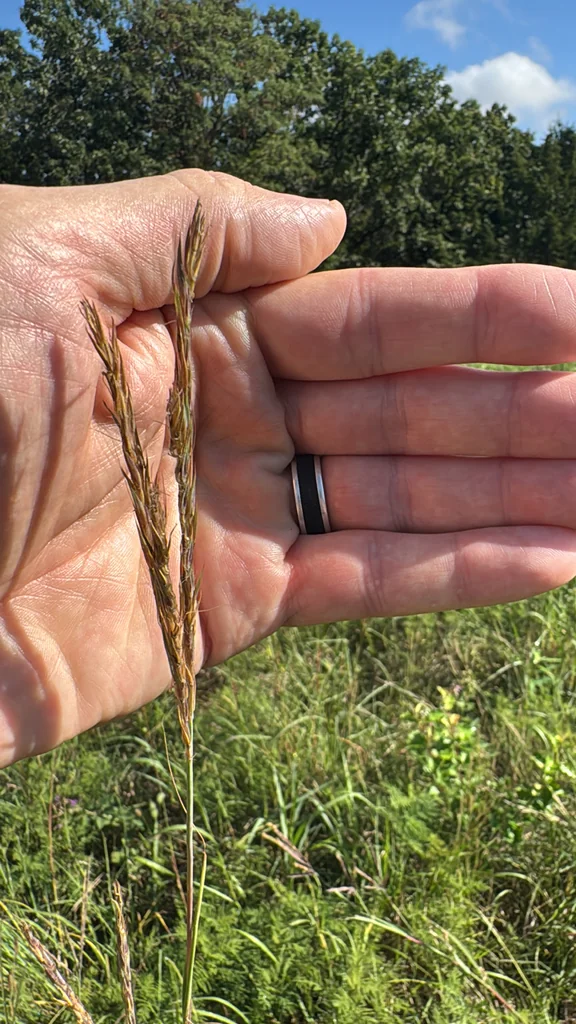 Andropogon Gerardii