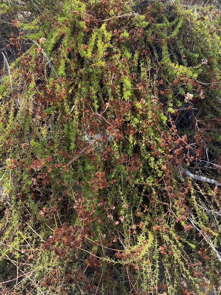 Eriogonum Fasciculatum