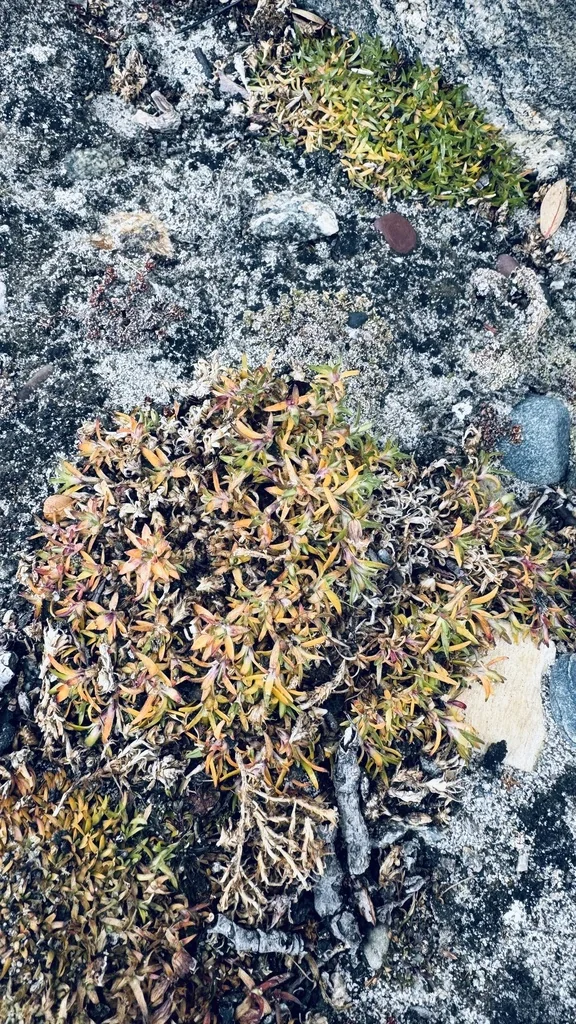 Silene Acaulis