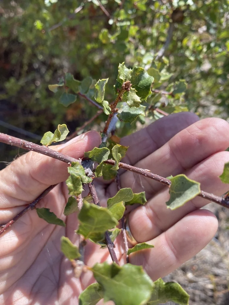 Quercus dumosa
