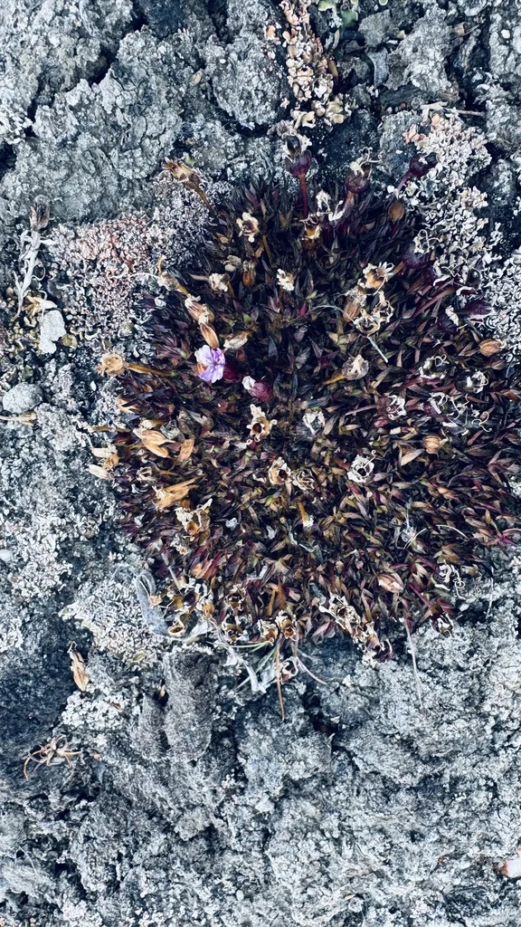 Silene Acaulis